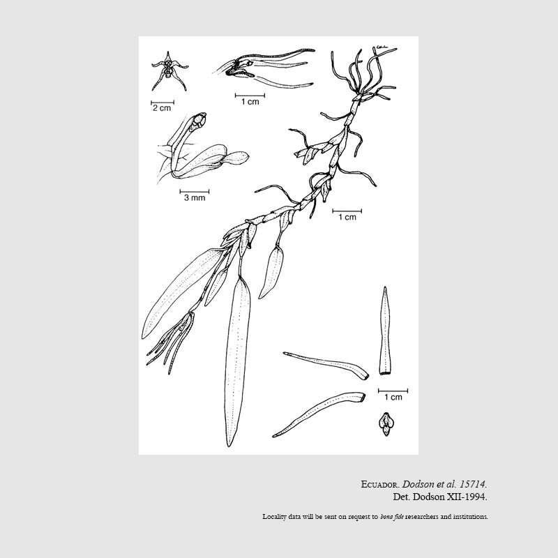 Maxillaria merana